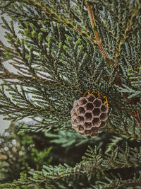 Close-up of pine cone on tree