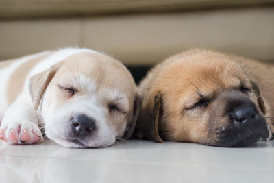 Close-up of dogs sleeping on floor