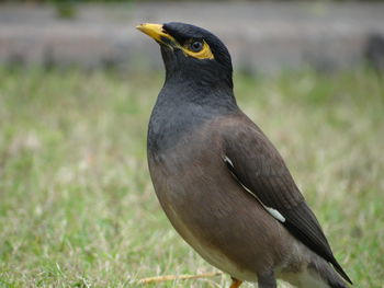 Close-up of bird perching outdoors