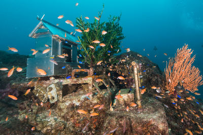 Shinto shrine in sea