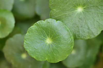 Close-up of green leaves