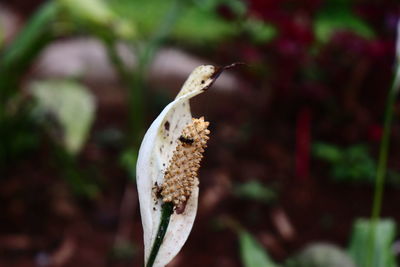 Close-up of a plant