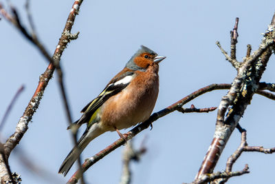 Low angle view of bird perching on tree