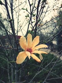 Close-up of yellow flowering plant