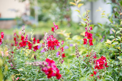 Close-up of red flowering plants on field