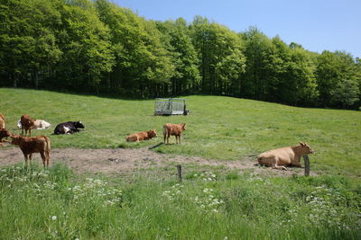 Cows in a field