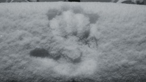 View of tree stump