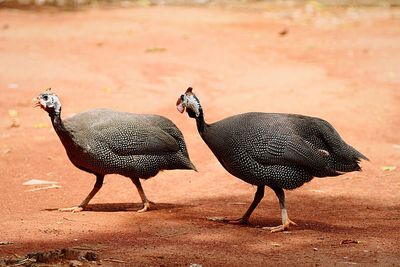 Guinea fowls on field