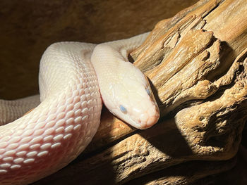 Close-up of snake