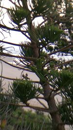 Close-up of tree branch