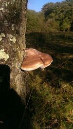 Close-up of mushroom in forest