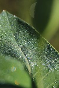 Close-up of water drops on leaves