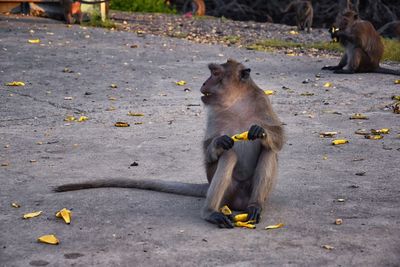 Macaque long tailed monkey close-up phuket town river genus macaca cercopithecinae thailand asia