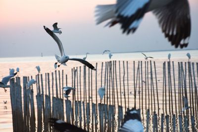 Seagulls flying over sea