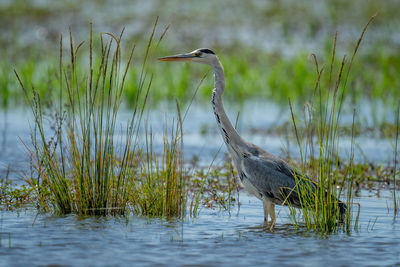 Gray heron in lake