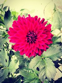 Close-up of pink flower