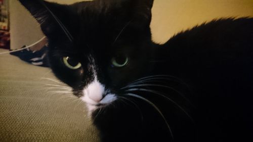 Close-up portrait of black cat sitting at home