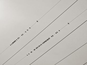 Low angle view of birds flying against sky