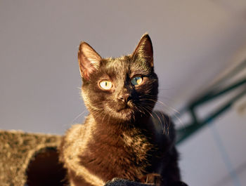 Close-up portrait of cat looking away