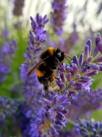 Close-up of bumblebee pollinating on purple flower