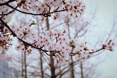 Low angle view of cherry blossoms in spring