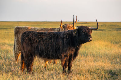 Cow standing on field