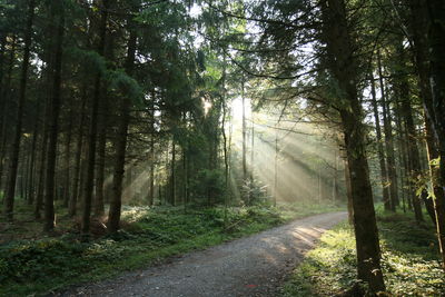 Sunlight shining through trees in forest illuminating footpath