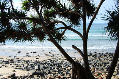 Palm trees on beach against sky