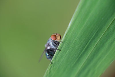 Macro photo of house fly.
