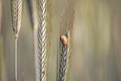 Close-up of ladybug on plant