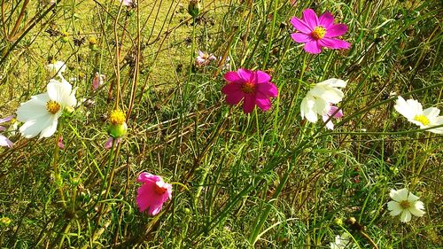 Flowers growing on plant