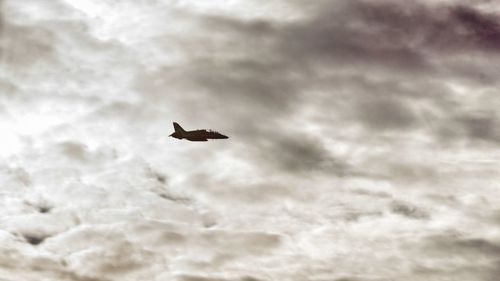 Low angle view of eagle flying against sky