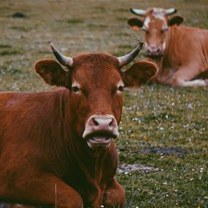 Brown cow portrait in the farm in the nature, cows in the meadow