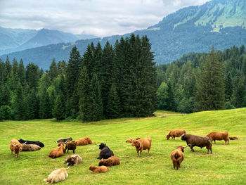 Galloway in the alps