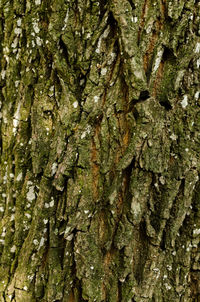 Close-up of moss growing on tree trunk