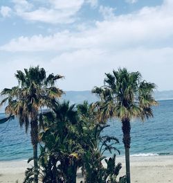 Palm trees on beach against sky