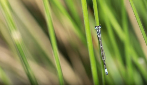 Close-up of fresh green grass in field