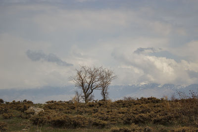 Bare tree on field against sky