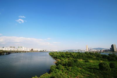 Green mangroves in han river against sky