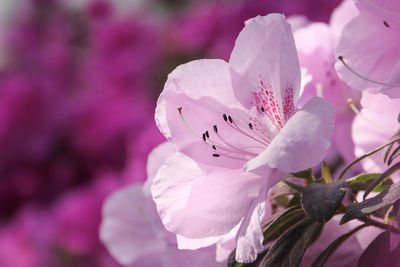 Close-up of pink cherry blossoms