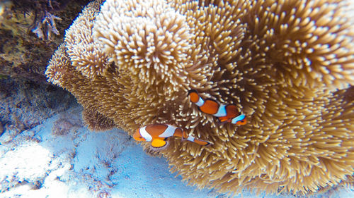 Clown fish swimming in sea