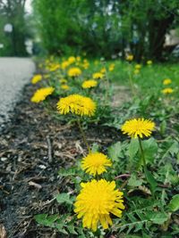 Close-up of yellow flowering plant on field