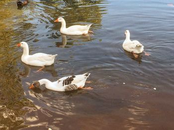 Birds in calm water