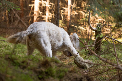 View of a cat in the forest