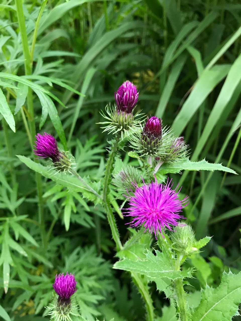 CLOSE-UP OF FRESH PURPLE PINK FLOWER