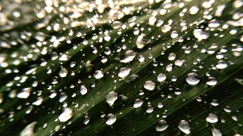 Full frame shot of water drops on leaf