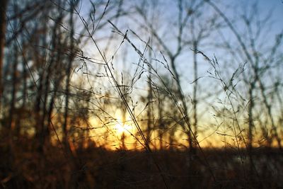 Close-up of silhouette plants against sunset