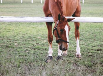 Close-up of horse standing on field