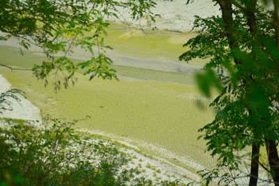 Trees on landscape