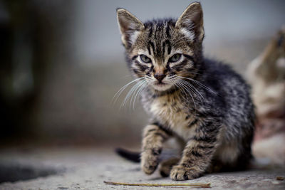 Close-up portrait of tabby kitten